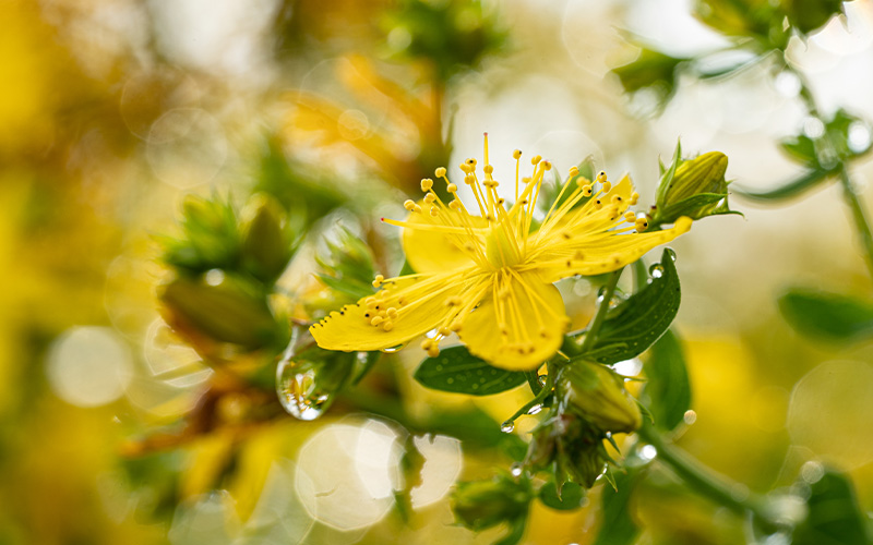  Pascoe Sustainability yellow Flower